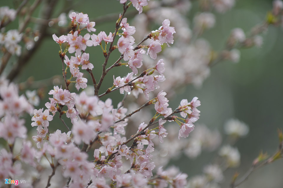 Lễ hội hoa anh đào bên hồ Gươm đông nghẹt du khách
